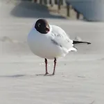 Проживание в семье Reda *